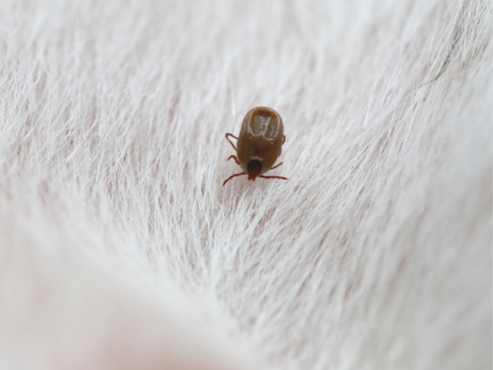 Can Ticks Survive Indoors After Being Brought Inside By Pets?
