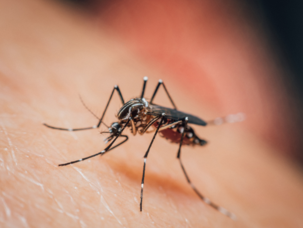 What Effective Mosquito Control Looks Like in Waterloo, NE