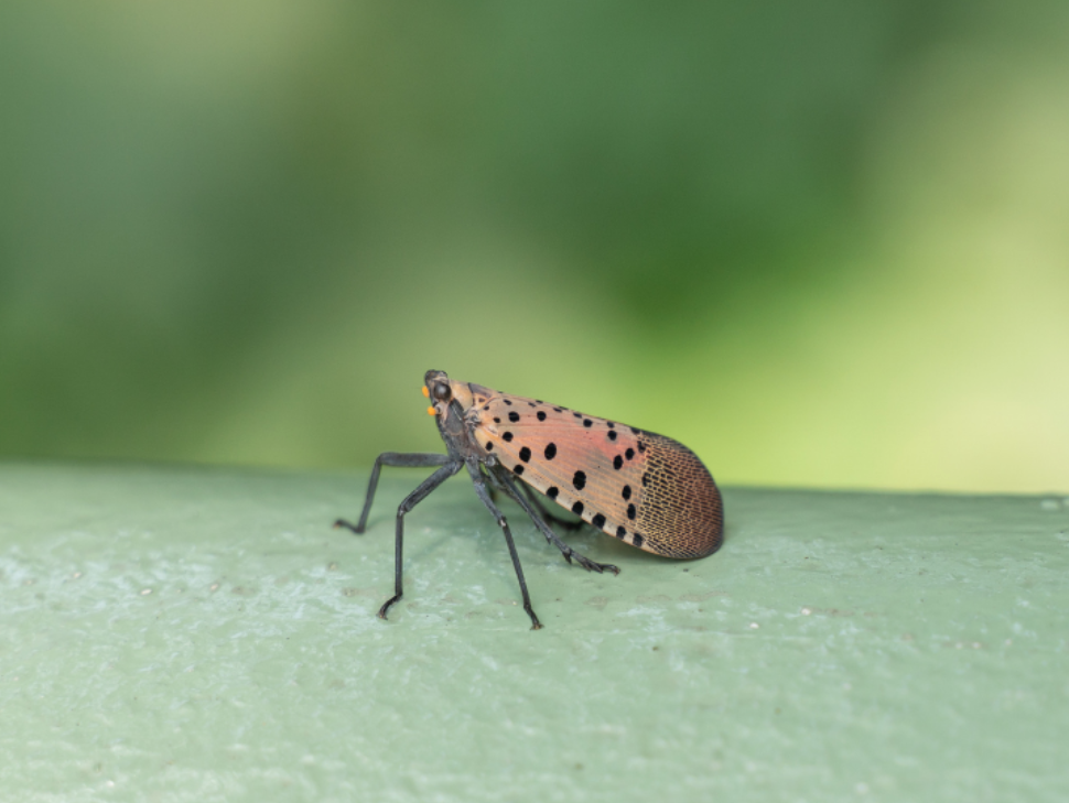 Spring & Summer Pest Alert: Spotted Lanternflies in Chesapeake, VA