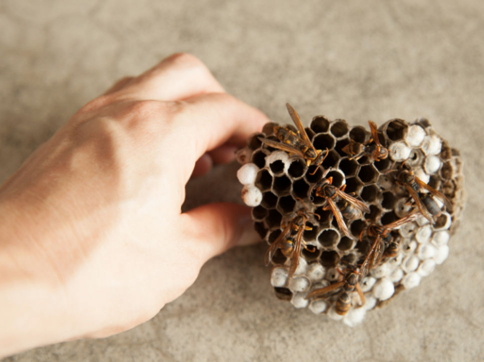 Why DIY Wasp Removal Is More Dangerous Than You Think
