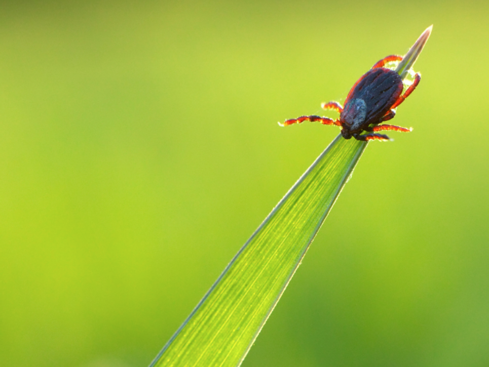 Why Do Lake Orion's Ticks Survive and Thrive Year-Round?