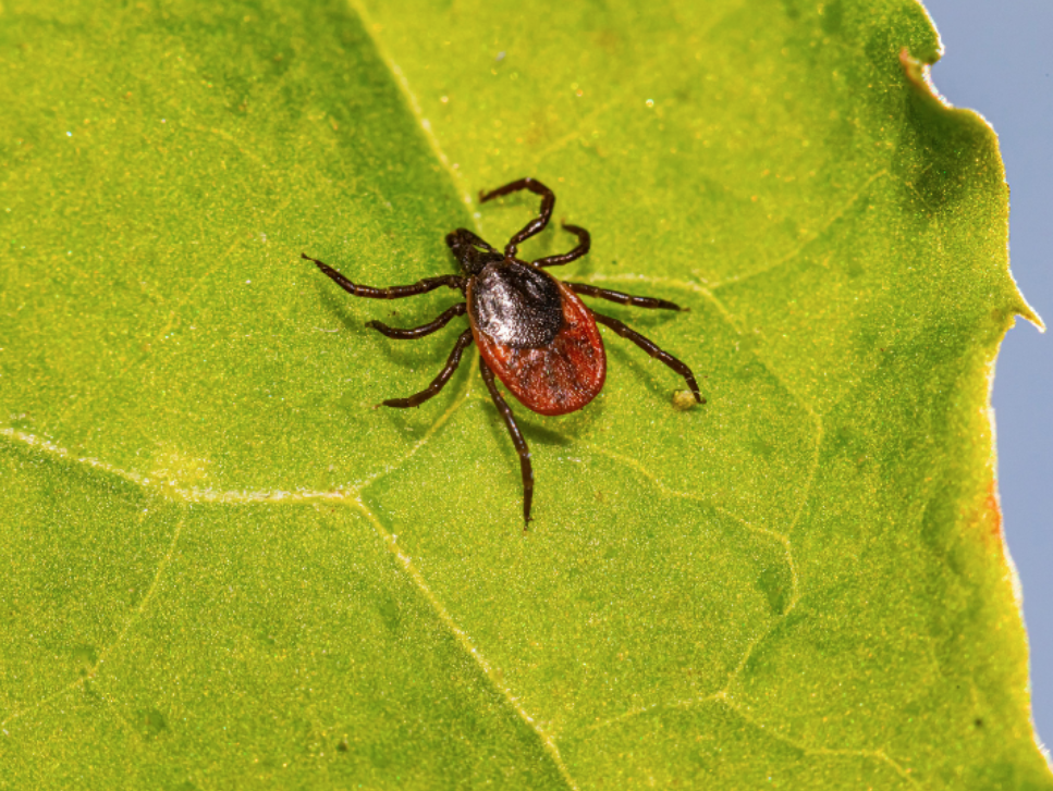 Top Things That Are Attracting Ticks to Your Yard