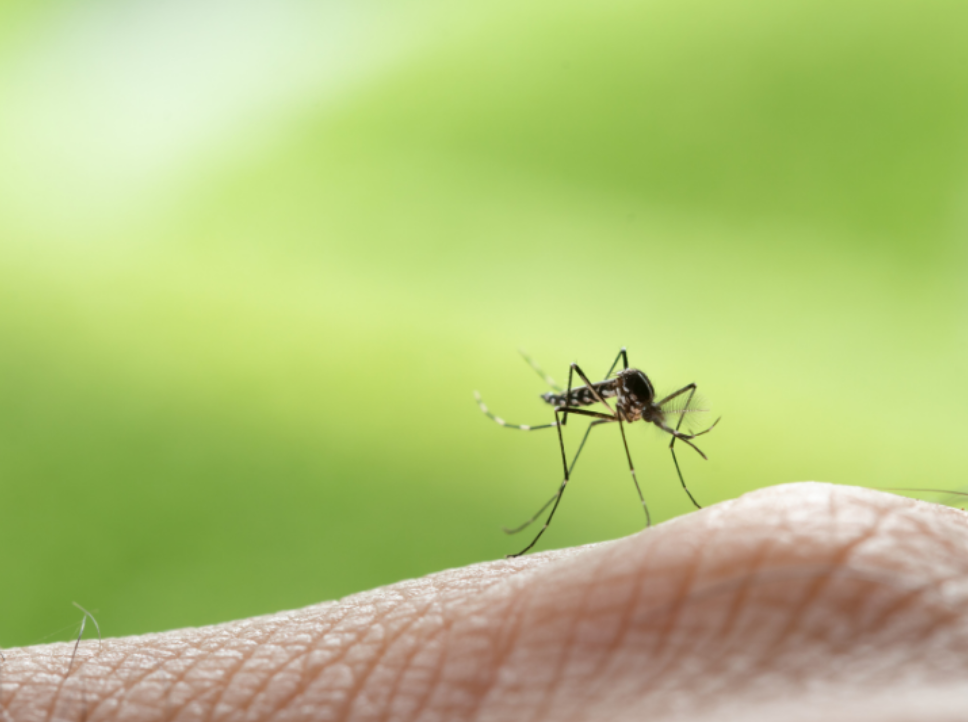 Best Ways to Control Mosquitoes All Season