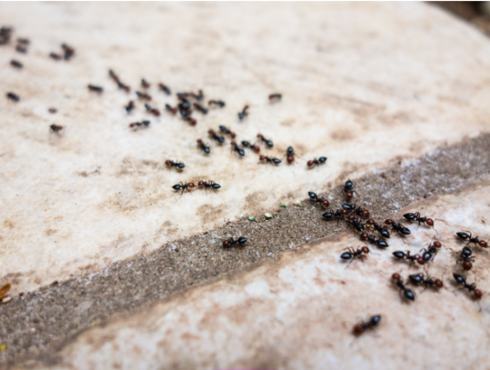 Do "Over the Counter" Ant Treatments Work in Ionia?