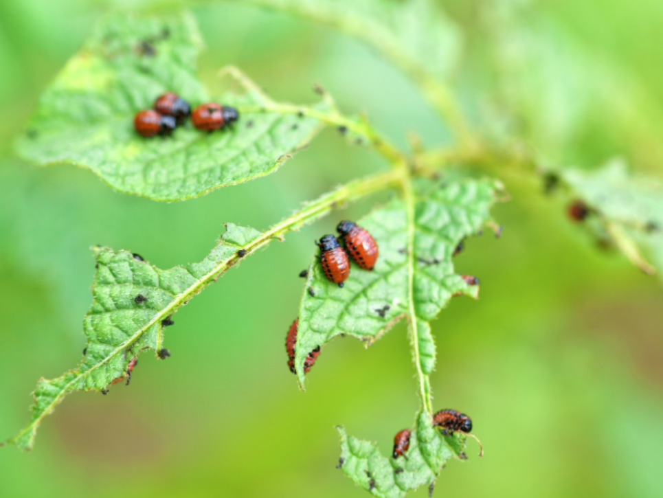 Why East Lansing's Location Brings Year-Round Bugs