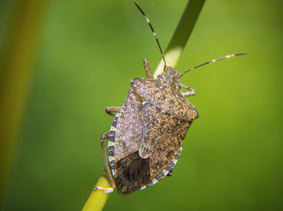 Managing Valparaiso's Seasonal Pest Rotation