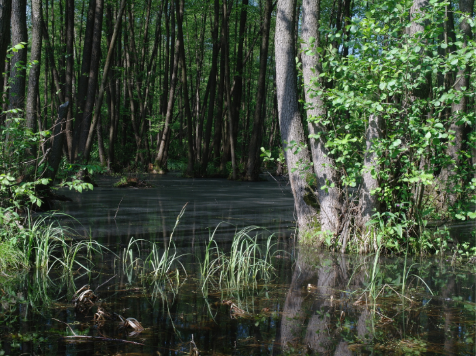 Why Does Seminole's Landscape Create a Mosquito Paradise?
