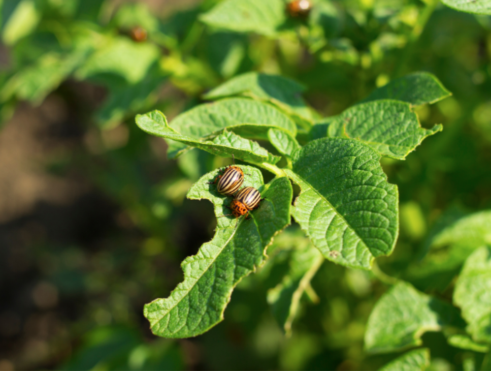 Why Does Asheboro Deal With More Pests Than Typical NC Towns?