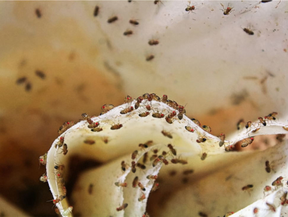 Year-Round Pest Problems in Pittsboro