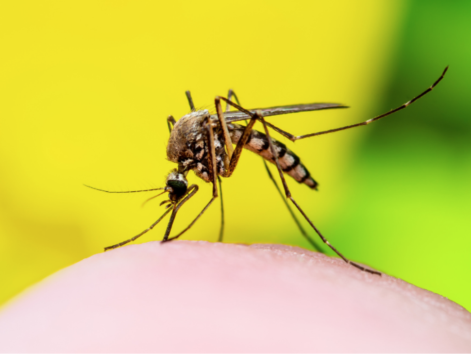 Why Do Pests Thrive Year-Round in South Pasadena?