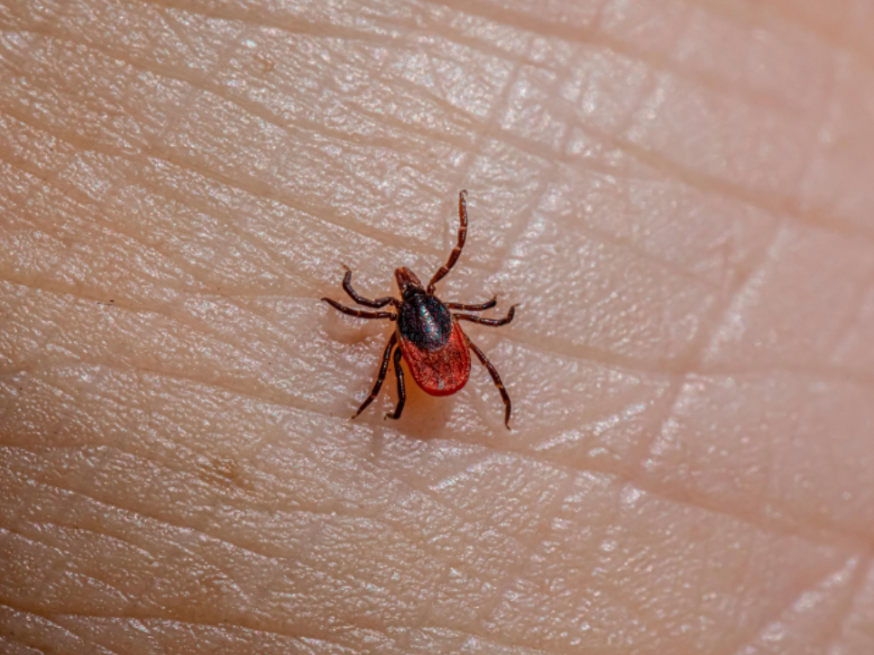 Reasons Why Mosquitoes and Ticks are the Most Dangerous Pests in Your Yard this Summer