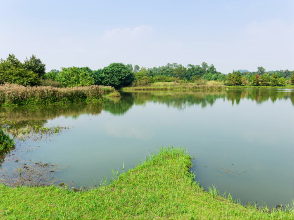 Why Mosquitoes Thrive Near Irrigation & Retention Ponds in Arvada