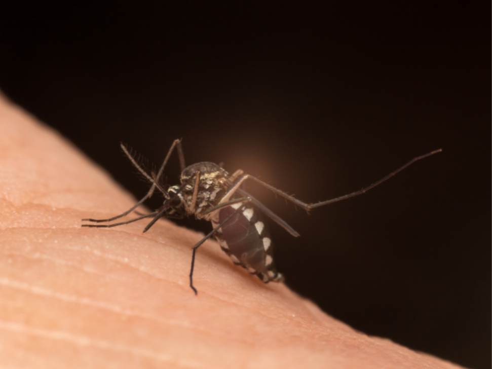 Looking for "Mosquito Control Near Me?" Here's What You Should Know Before Scheduling a Treatment