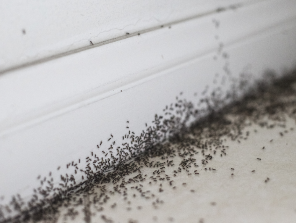 Why Ants and Mosquitoes Thrive Near Coastal Landscaping