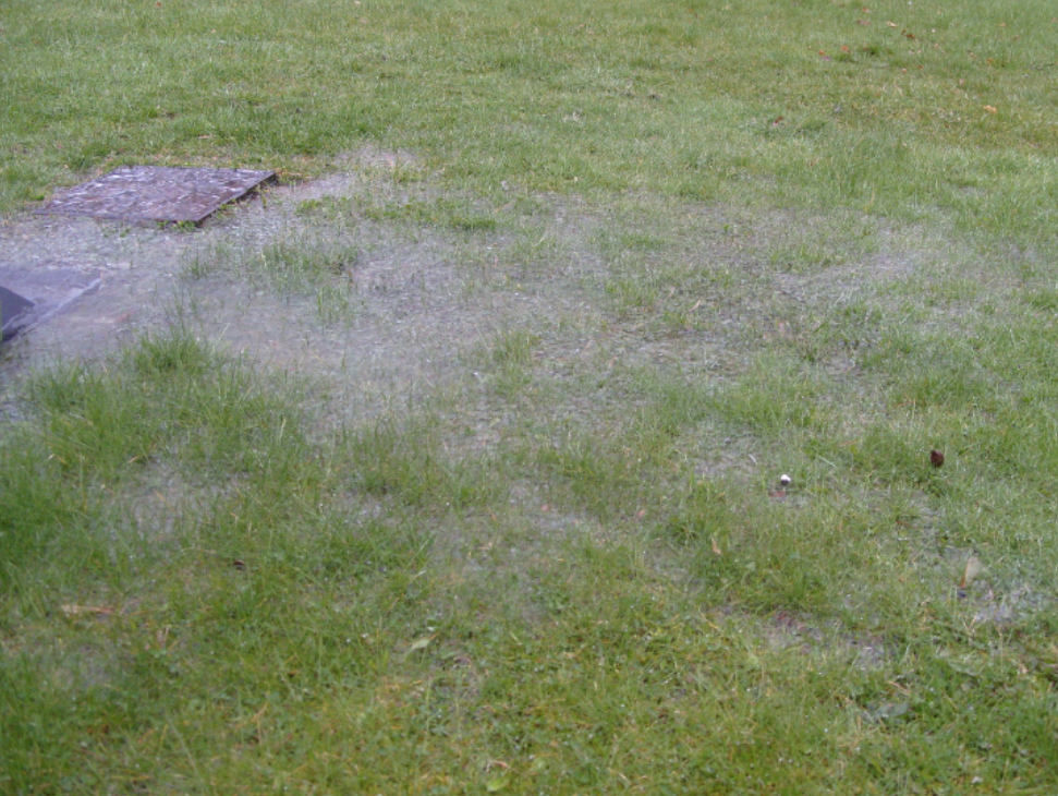 Standing Water Mistakes Carleton Homeowners Make Every Summer