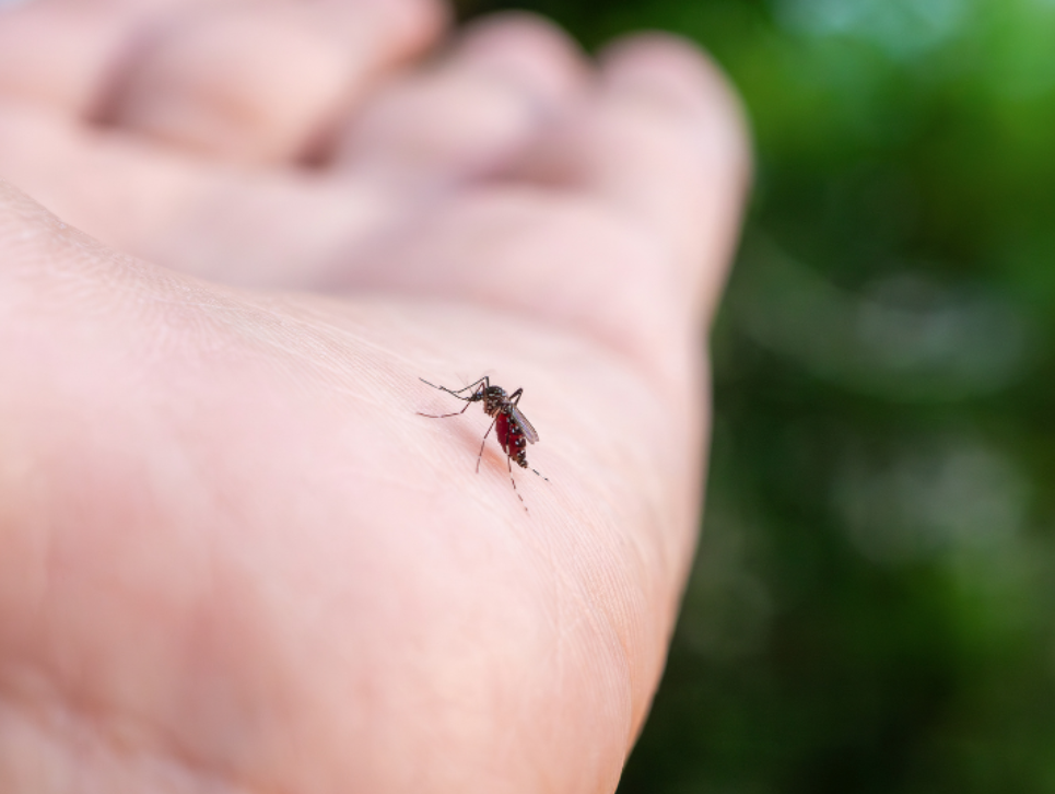The Connection Between Mosquitoes, Gnats, & Spiders in Midlothian Yards