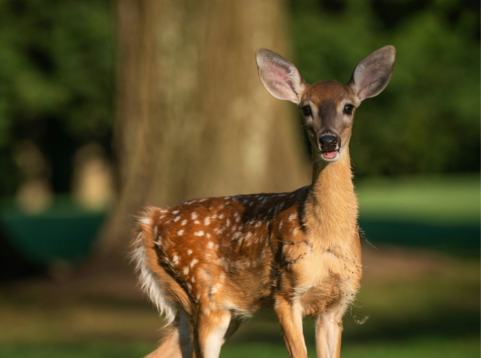 The Role of Deer and Wildlife in Tick Problems Around Powhatan Homes