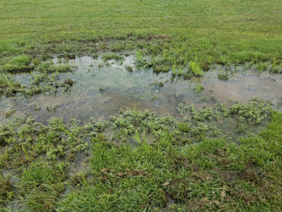 How Does Flooding Impact Mosquito Infestations?