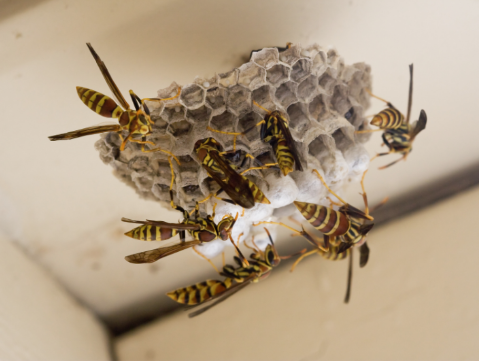 When Does Wasp Season Start in Augusta?