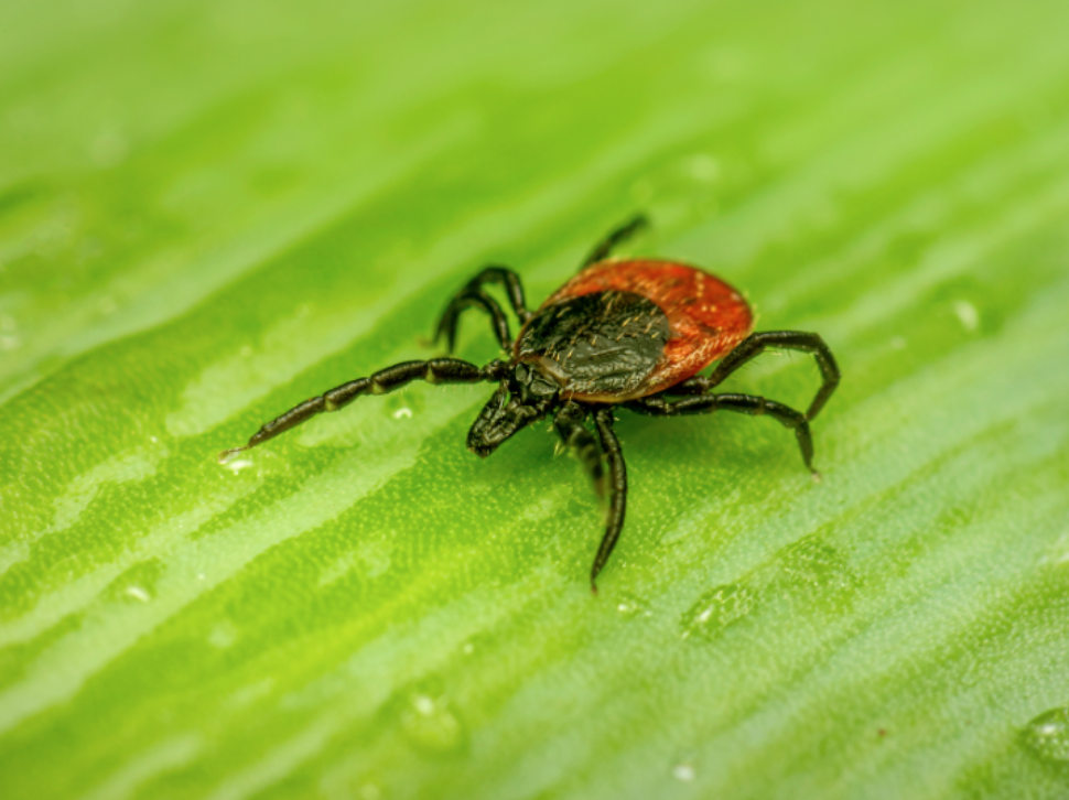 What Doctors Want Families to Know About Tick Exposure This Year