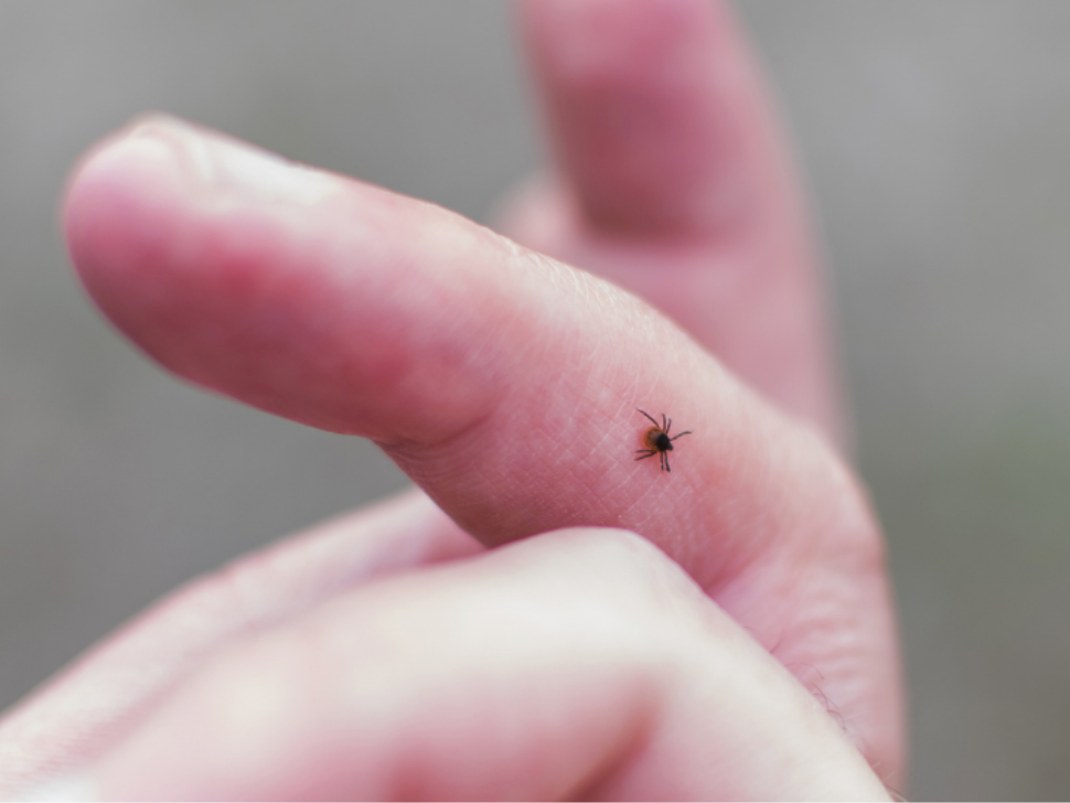 Why Tick Season Is Lasting Longer in Many States