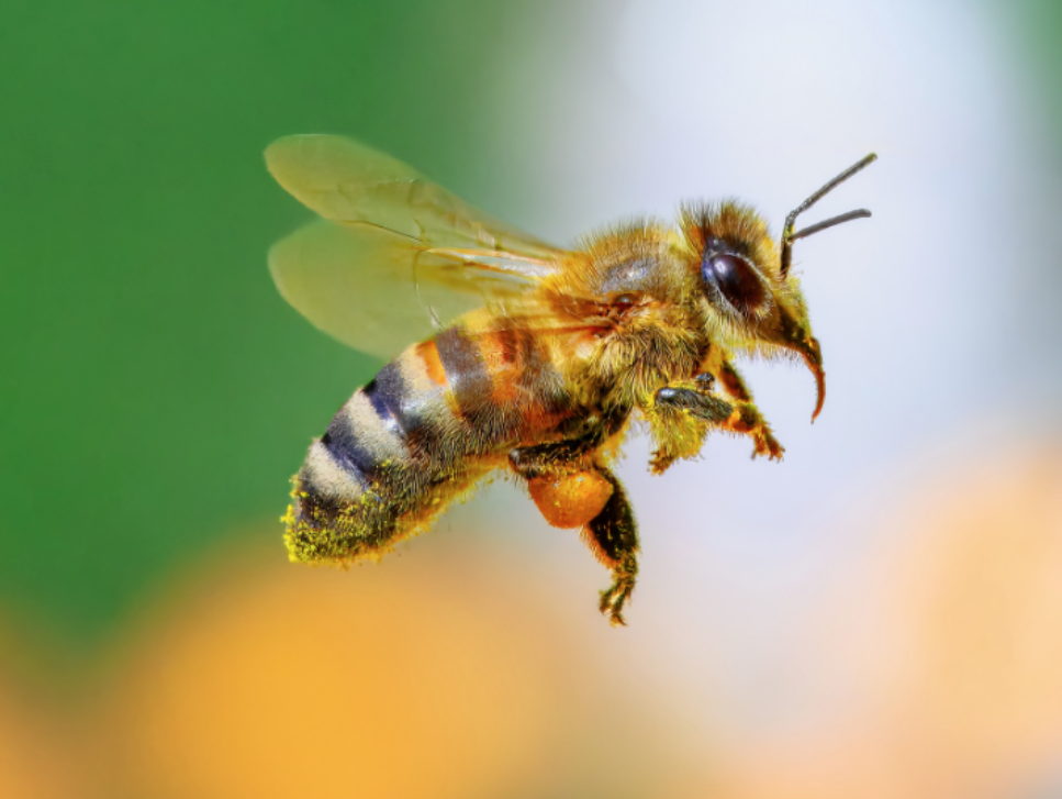 Which Types of Bees Should I Be Concerned About Seeing in My Yard?