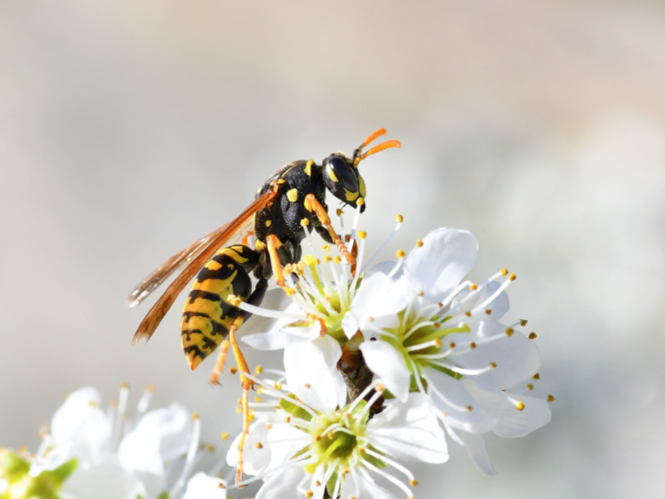 Tips for protecting your kids from Wasp Stings this Summer