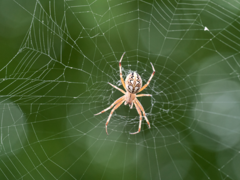Why Norwell's Humid Climate Creates the Perfect Spider Habitat