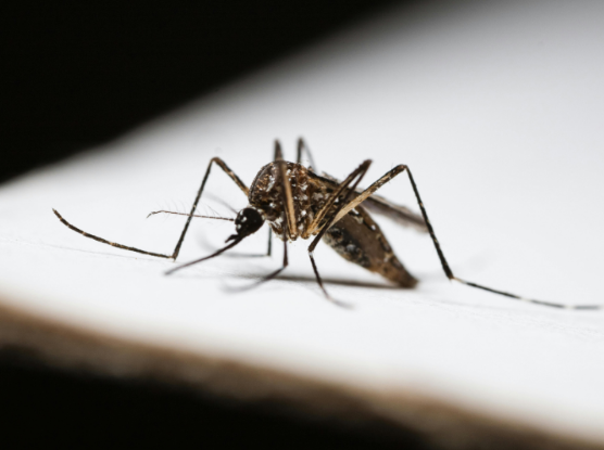 Most Common Summer Pests in Sumter