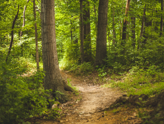 Risks of Ticks in Wooded Backyards