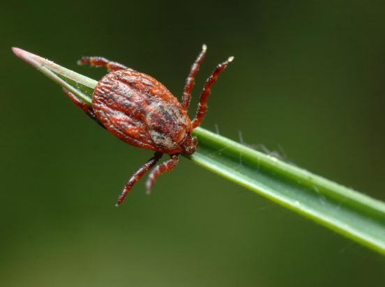 What's Causing an Increase in Ticks This Year?