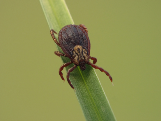 What Sparta Homeowners Should Know about Mosquitoes and Ticks Before Spending More Time Outdoors This Summer