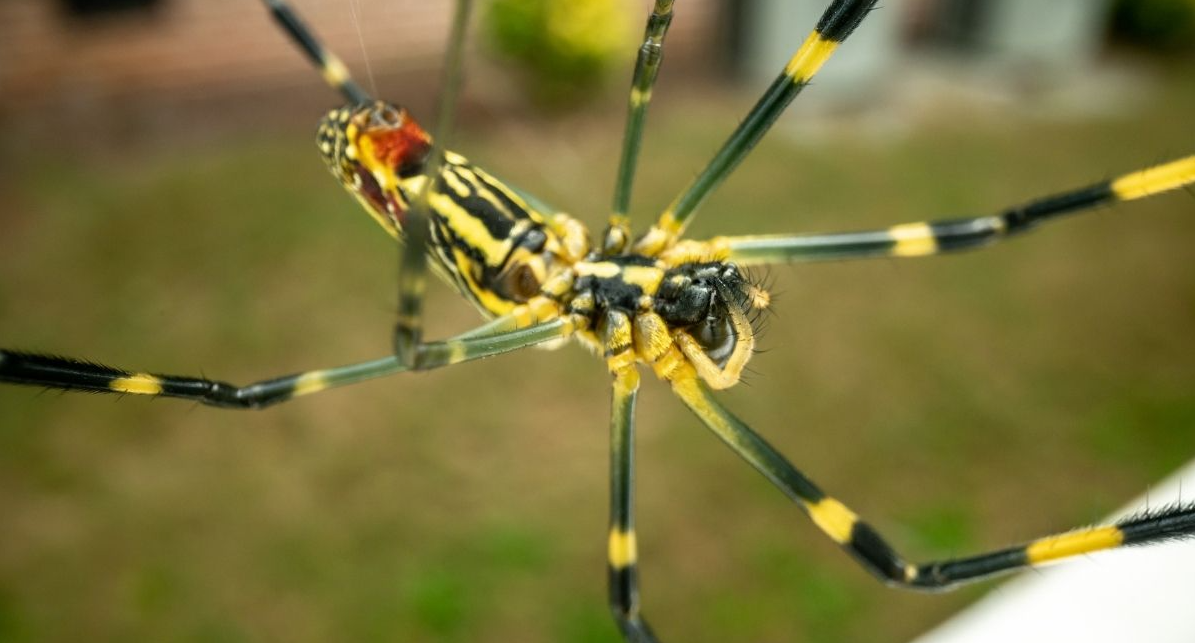 Joro Spiders vs. Banana Spiders in Florida