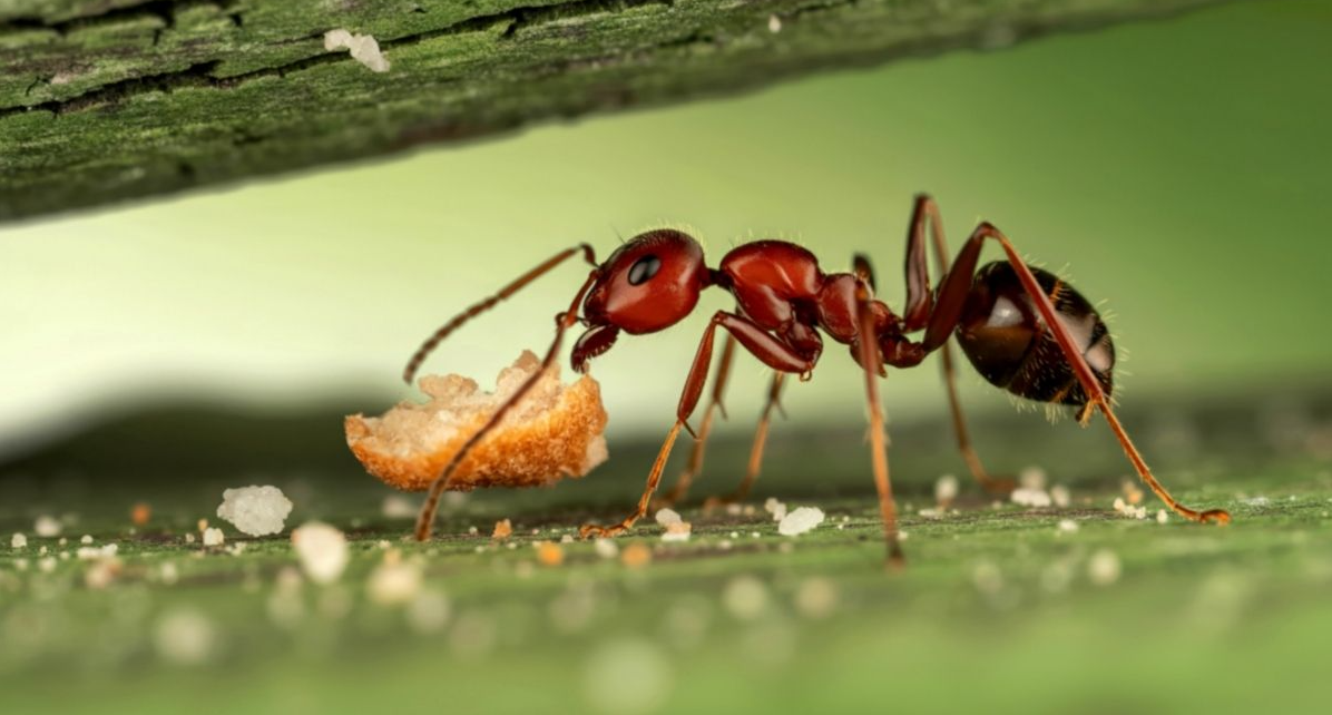 Acrobat Ants: Great Name. Choice of Real Estate? Not So Great.