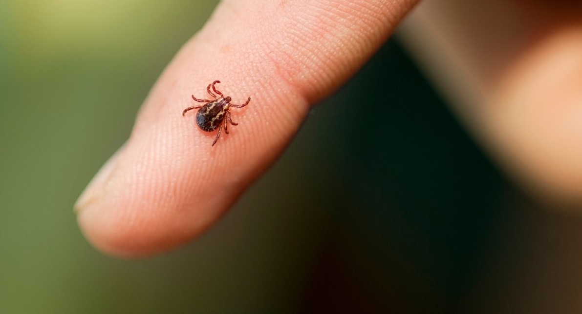 Why Is Everyone Talking About Ticks Right Now?