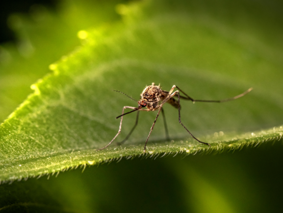 Looking for "Mosquito Control Near Me?" Here's What You Should Know Before Scheduling