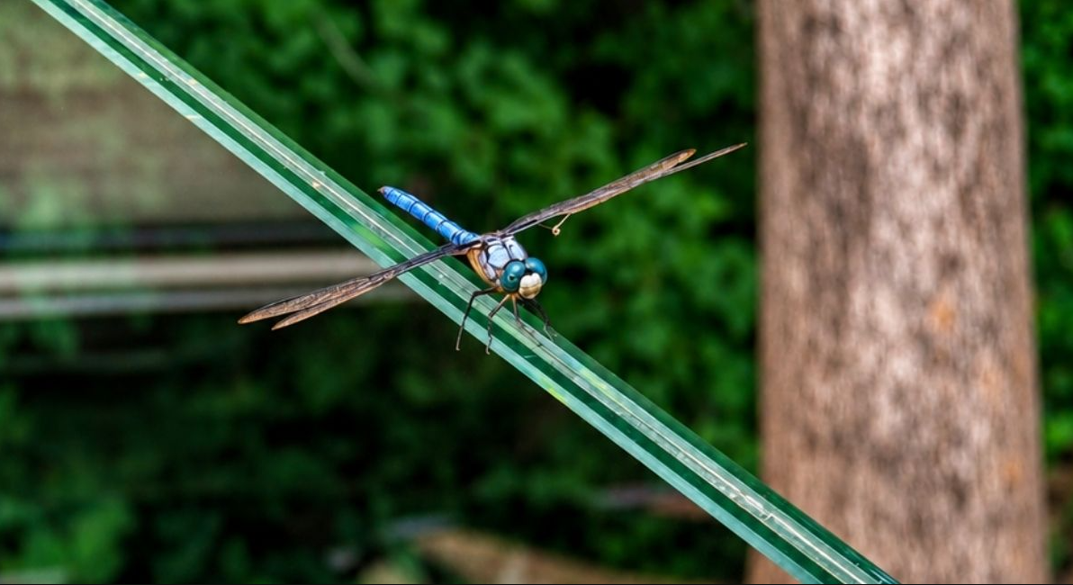 What Are Dragonflies Good For?