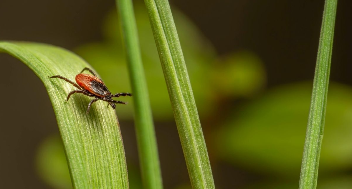 What's With All These Ticks in Nashville?