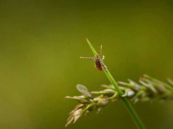 Coastal Pest Problems Common Around Hingham Homes