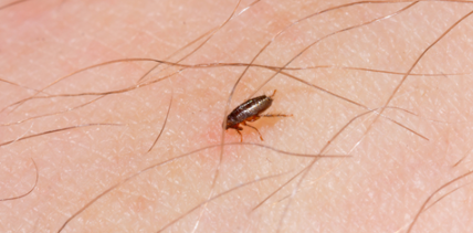 Why Fleas Can Survive Indoors Longer Than Homeowners Expect