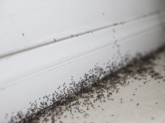 The Most Common Ants Invading Hartford Homes