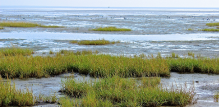 Salt Marsh Mosquitoes: What Cape May Homeowners Should Know