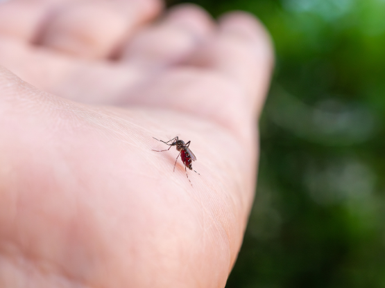 Mosquito Prevention Tips for Homes Near Joint Base McGuire-Dix-Lakehurst