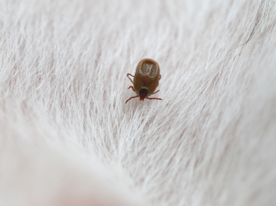 Tick Prevention Tips for Families and Pet Owners in Morristown