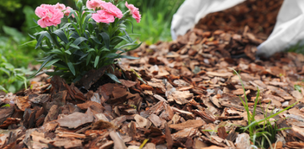 Why Mosquitoes Love Shade, Mulch, and Dense Landscaping