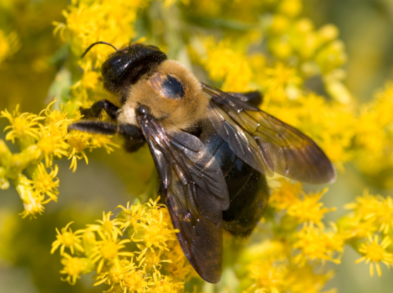 Hot Spots for Carpenter Bees Around Your Home