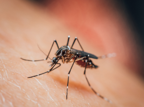 Why Does New Buffalo Constantly Have Mosquito Problems?