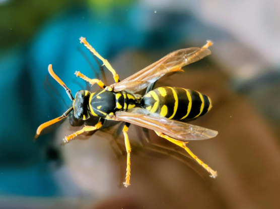 The Most Common Stinging Pests in Springfield and Western MA