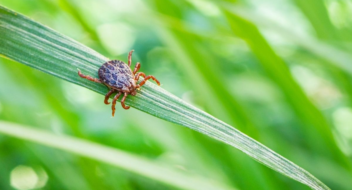 Why Are Ticks So Bad in St. Louis This Year?