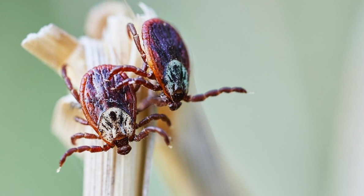 Why Are There So Many Ticks This Year?